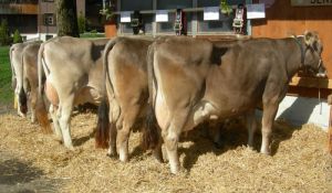 ZF Jenj Flck Sepp St. Niklausen 77A